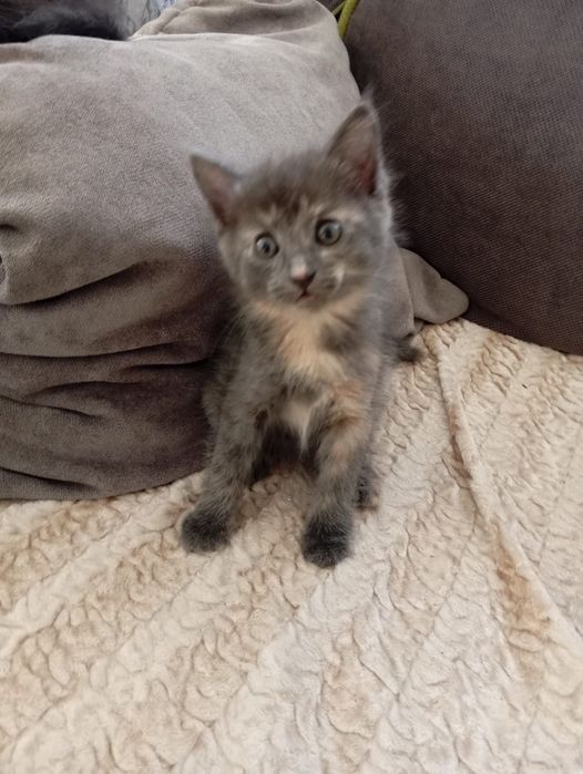 Ищут дом пушистые комочки!