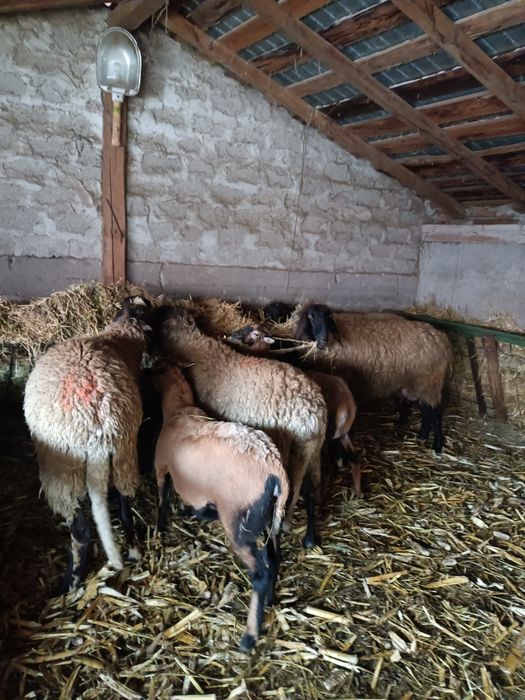 Vând oi cu miei tinere