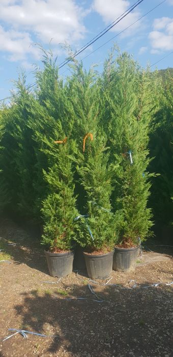 Leylandy verde /Leylandy gold de mai multe dimensiuni