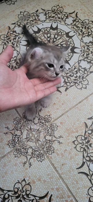 Отдам котика в добрые руки
