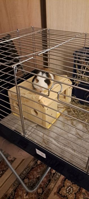 Vind porcusor de guinea cu cusca  si tot ce are nevoie.Pret 400 de lei