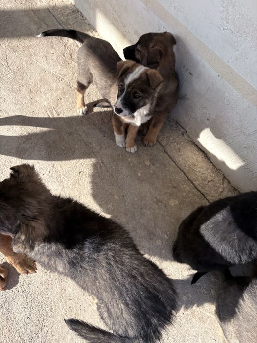 Шенок бесплатно каскелен