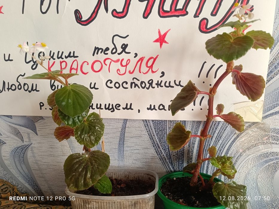 Продам бегонию..