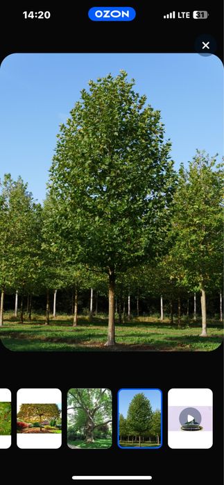 Семена Платана ( Чинар)