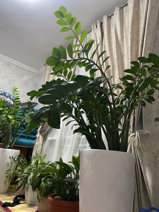 Цветы доллар для дома или офиса