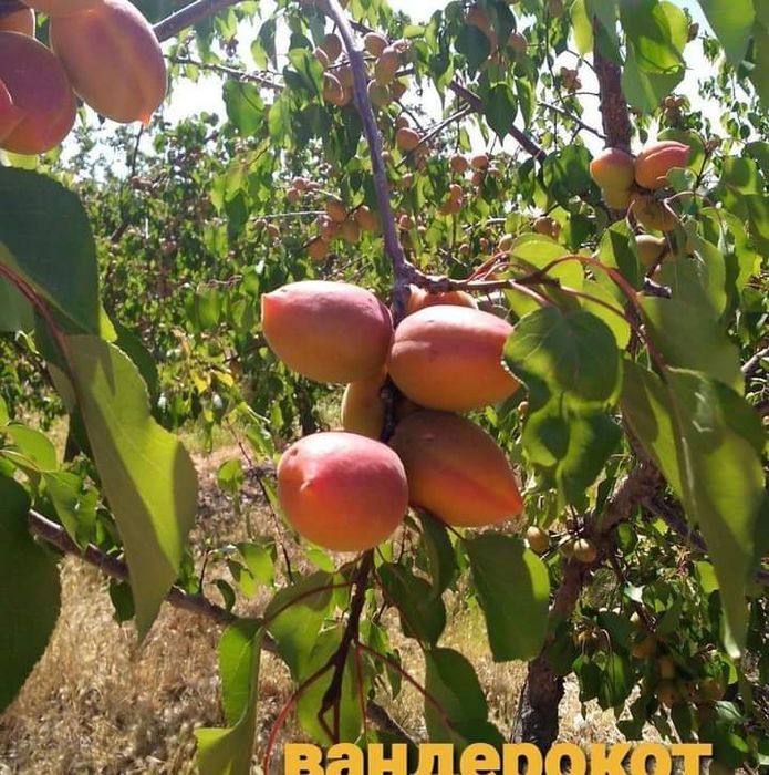 Мевалик кучатлар бор