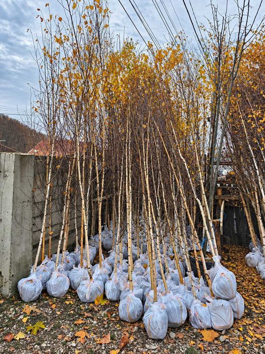 Plante Foioase - Mesteacan - Tei - Platan - Artar - Stejar