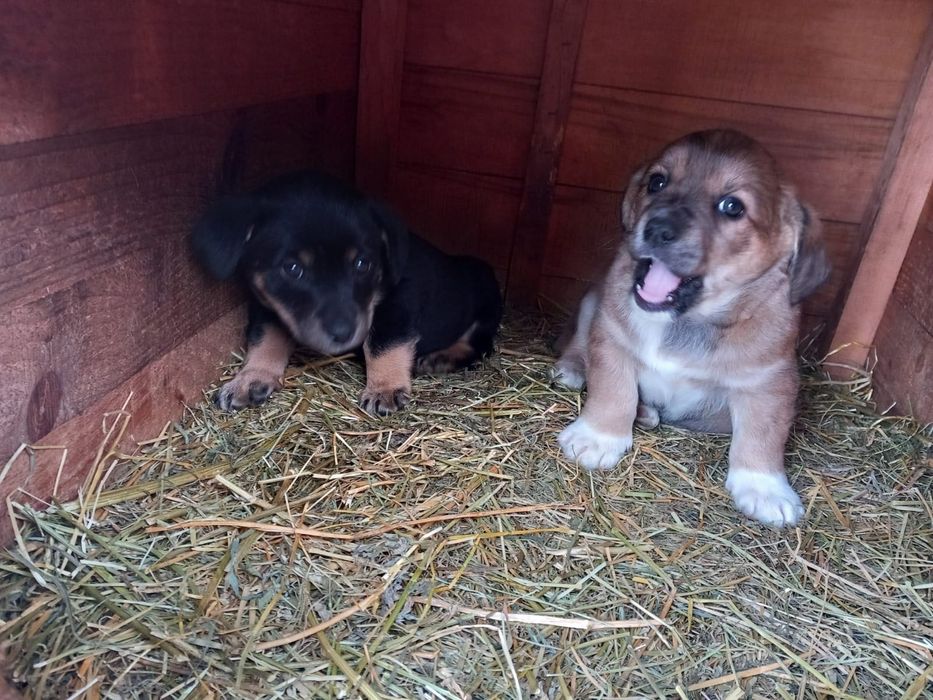 Donez cățeluși talie mică