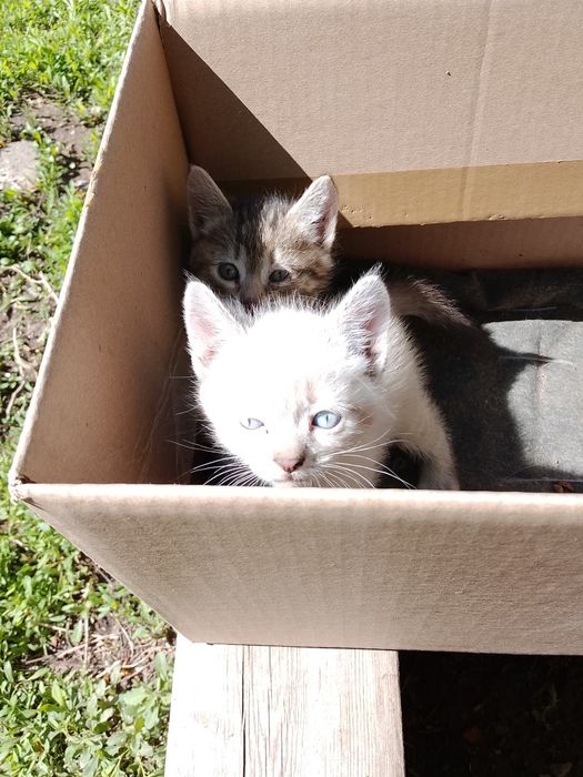 ОтдамКотяТвДобрыеРукиНаЮбиленой