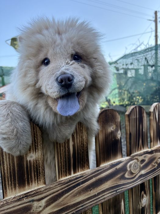 Продавам чау чау