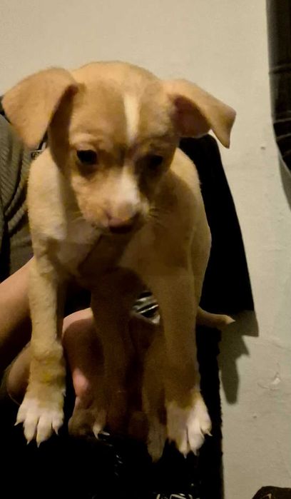 Продавам куче мини пинчър на два месеца пол мъшки разград