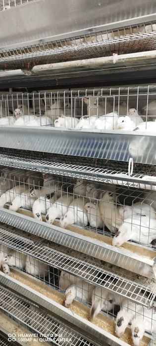 Prepelițe outoare, oua pt consum și incubat! Prepelițe pt sacrificare