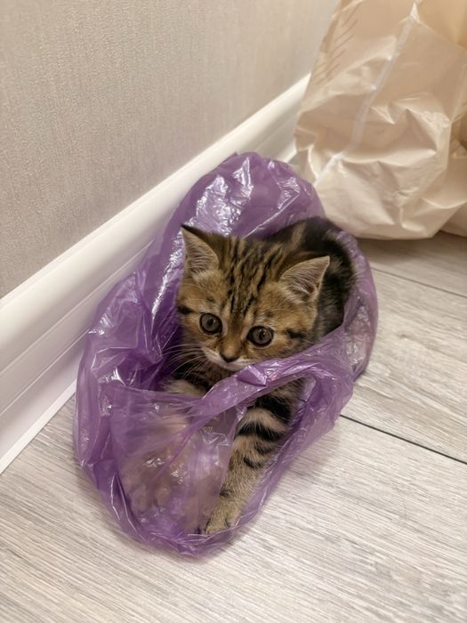 Котенок девочка