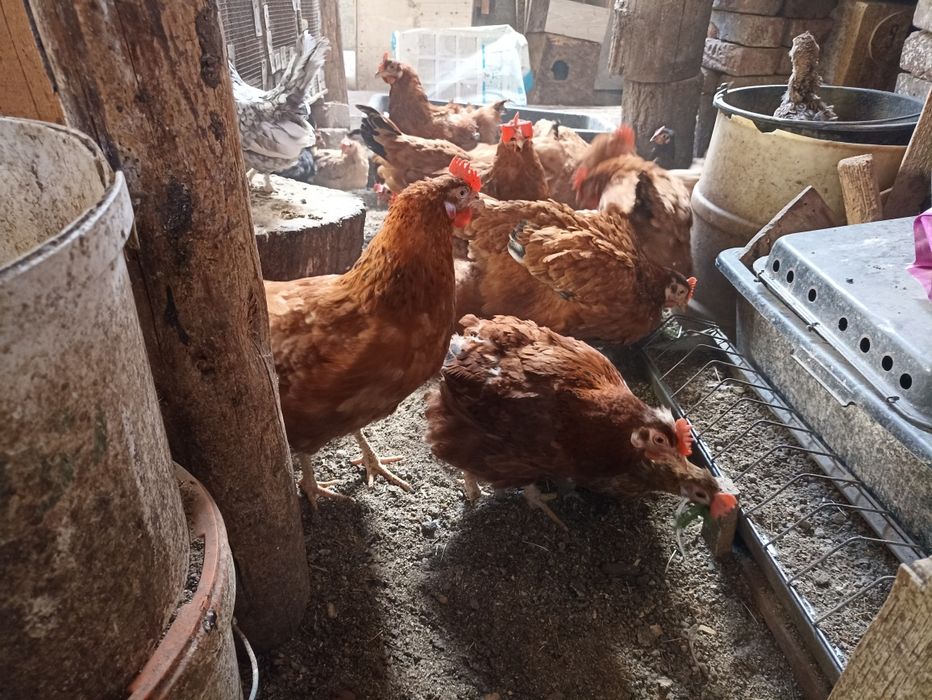 Vînd găinușe Pitice la 45  lei bucata .