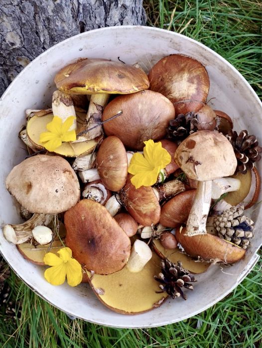 Маринованные грибы лесные