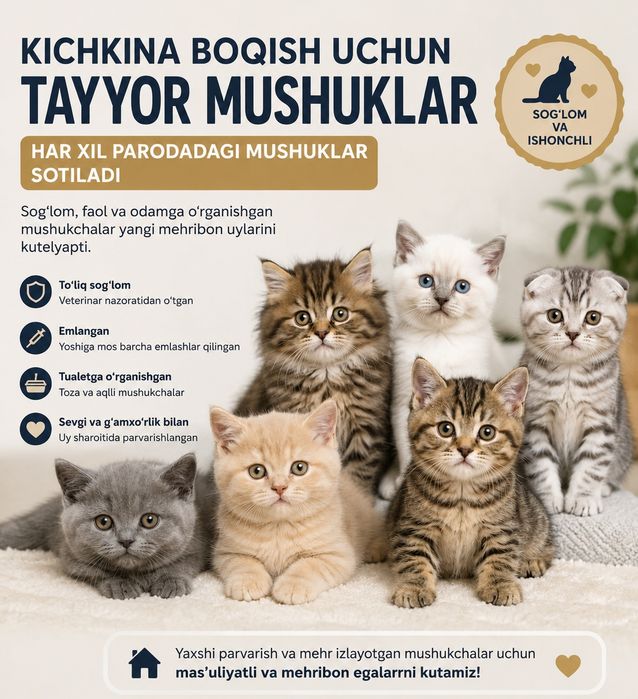 Har hil Turdagi mushukchalar