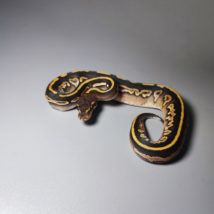 Королевский питон