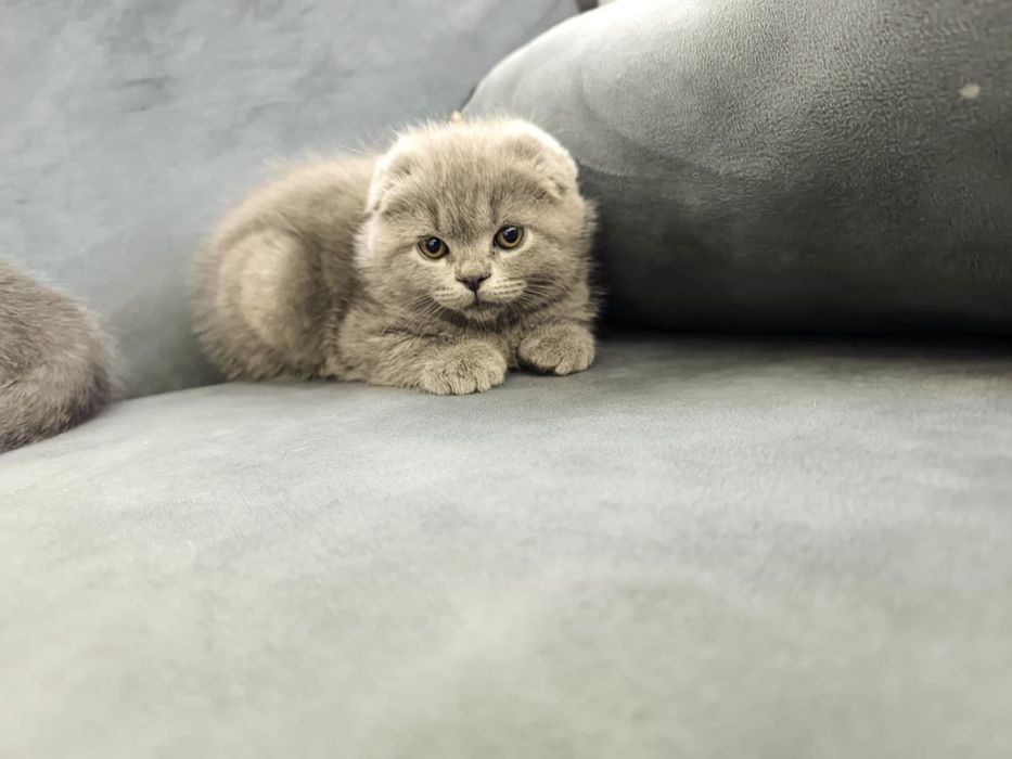Scottish Fold 2026
