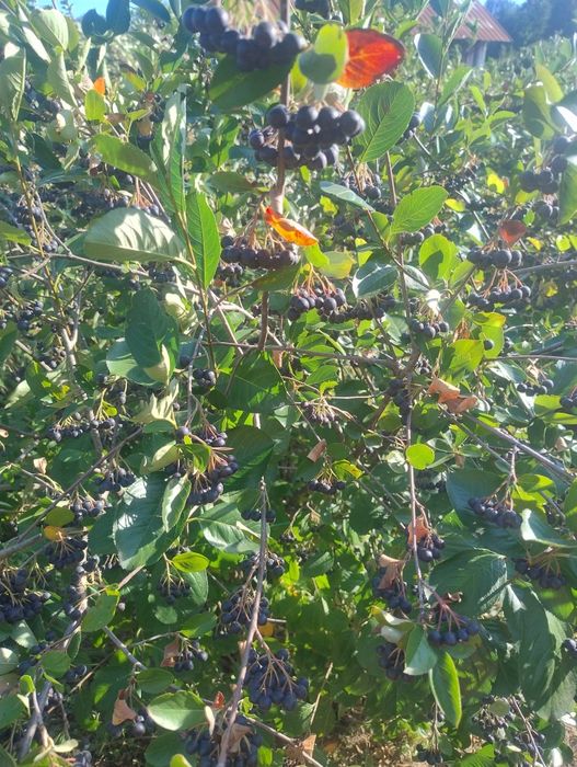 Vînd fructe aronia Bio 9 lei kg negociabil