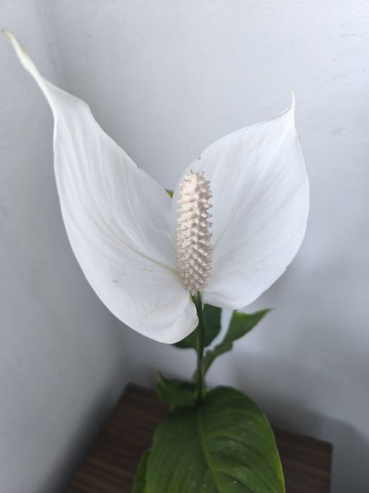 Спатифилум, папрат, коледна звезда и дървото на живота