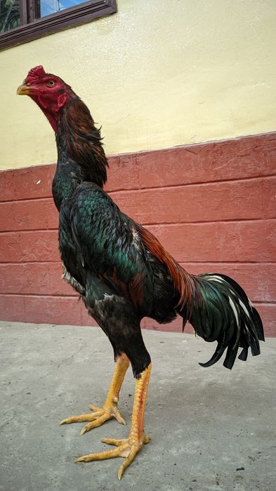 Майский кореец шоже