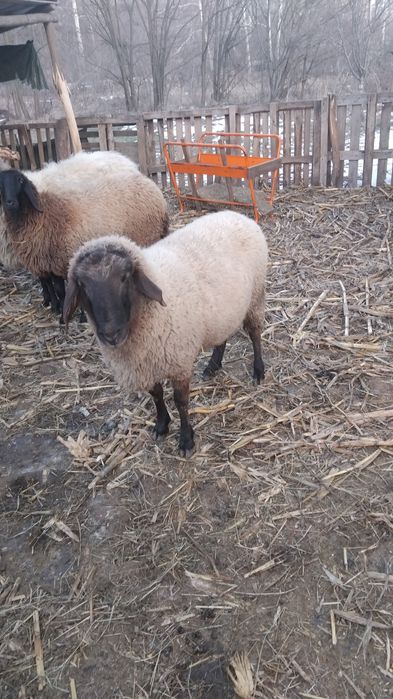 Berbec tânăr și frumos!