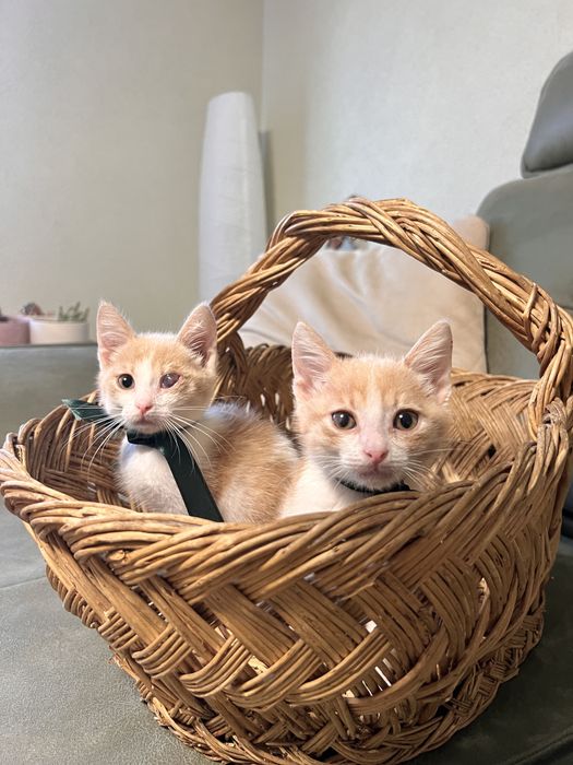 Подарявам котета
