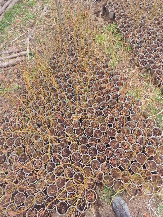 Afine de cultura Duke