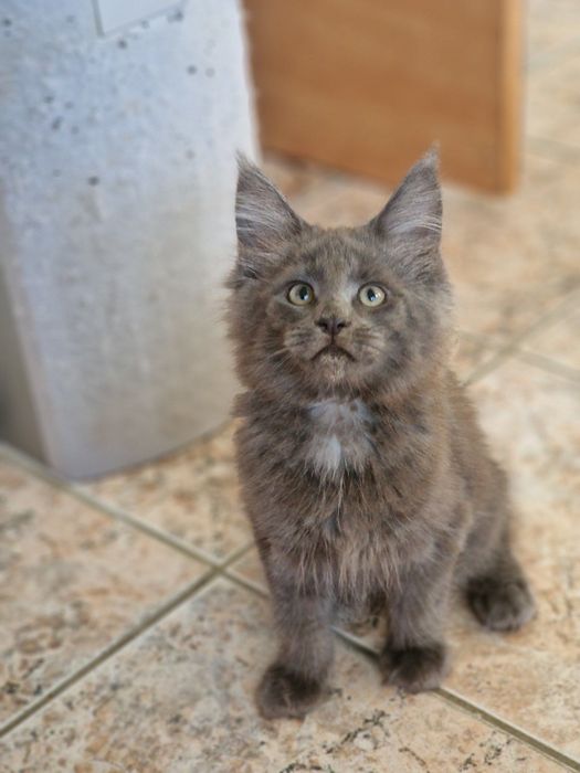Котенца Мейн Куун