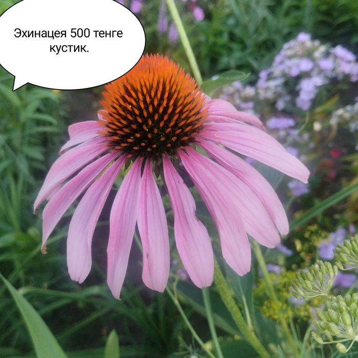 Продам цветы садовые