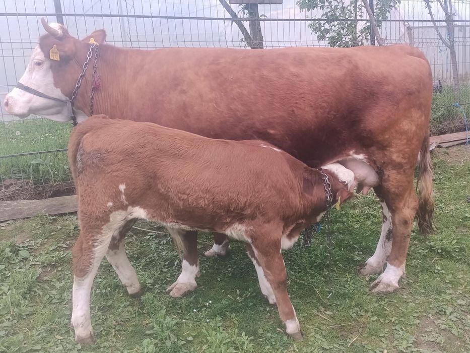Vand vaca baltată romanească