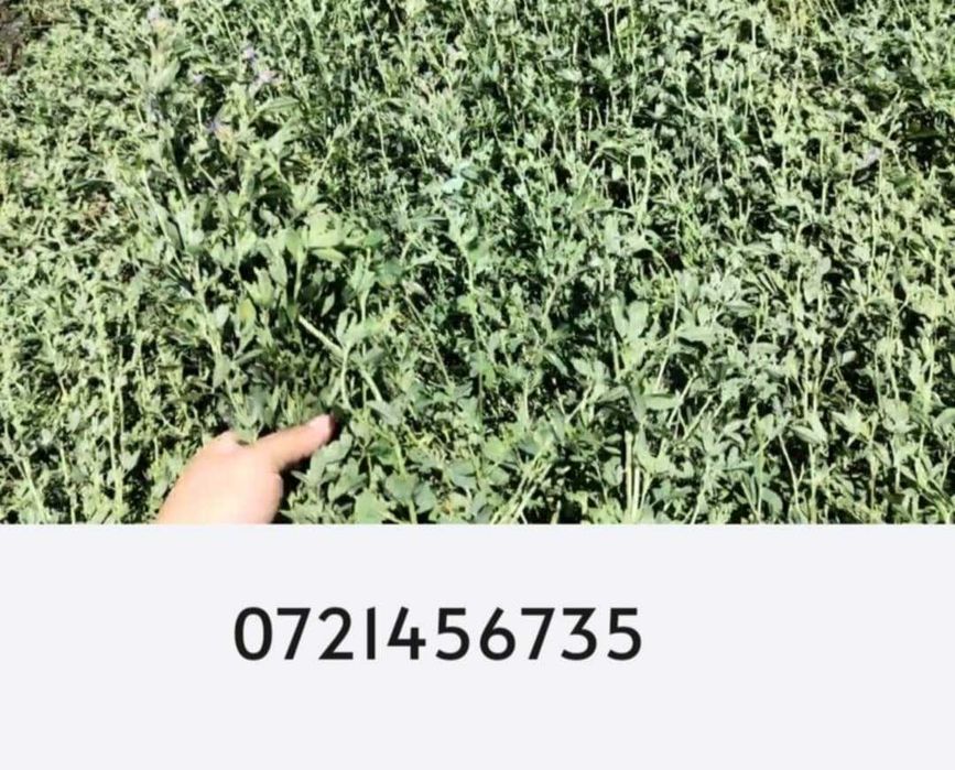 Vand baloti de lucernă 1.5leikg