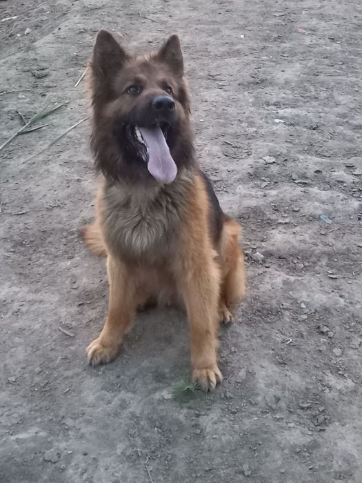 Продаются щенки немецкой овчарки.