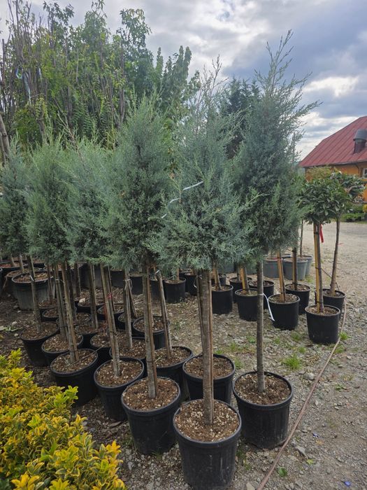 Amenajez gradini plante ornamentale