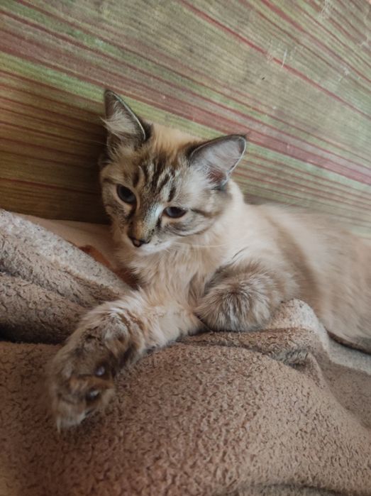 Отдам Кошку в Добрые Руки