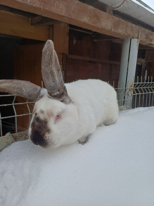Uriaș de Transilvania.