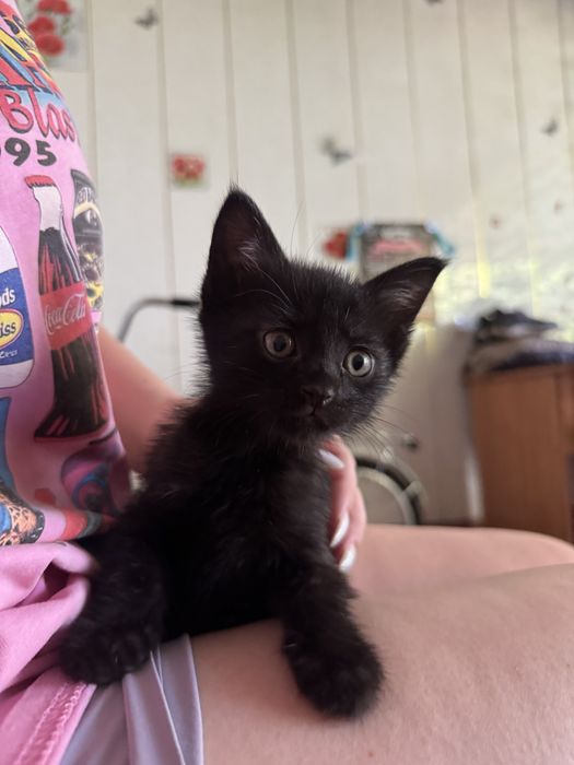 Котята бесплатно