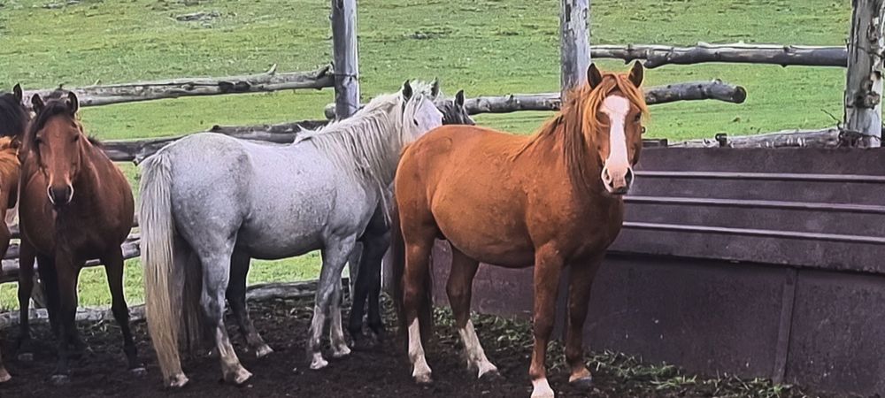 Айғырлар жеребцы