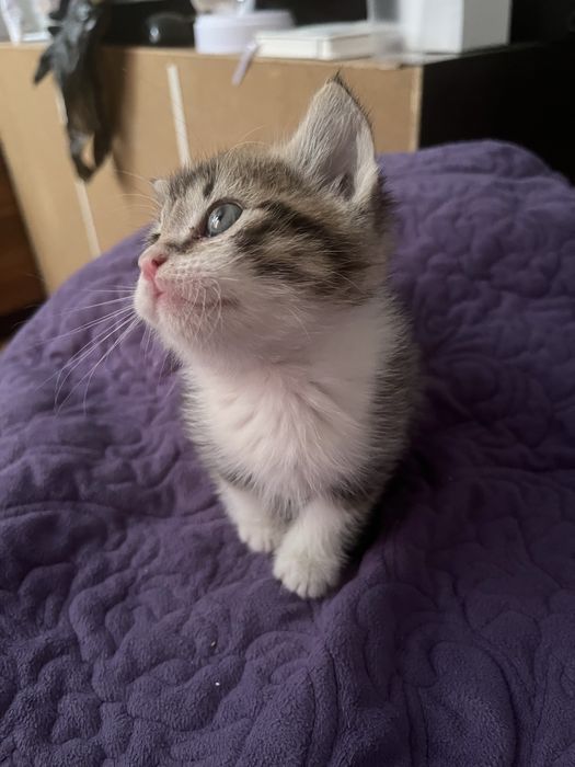 Котенок в добрые руки