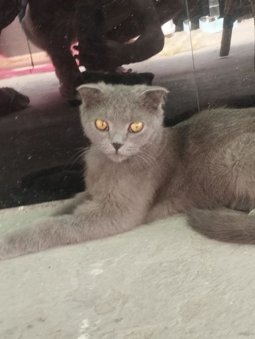 Скоттиш фолд сотилади