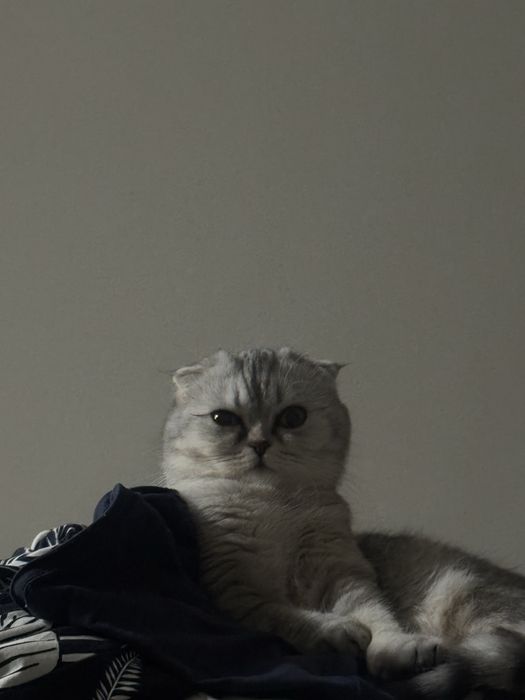 вислоухая, 1год