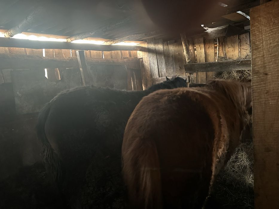 Продам лошадей с откорма.