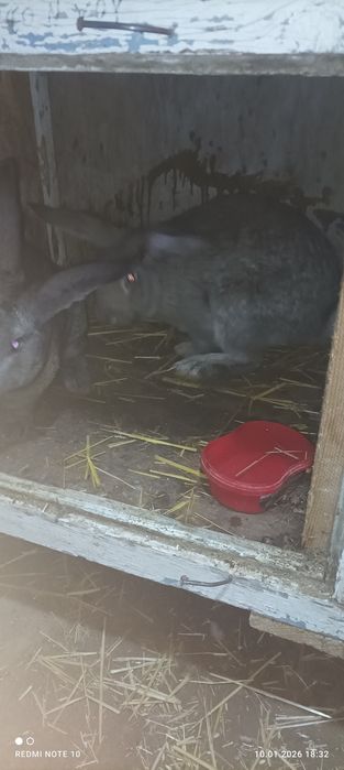 Erkak Flander quyon sotiladi