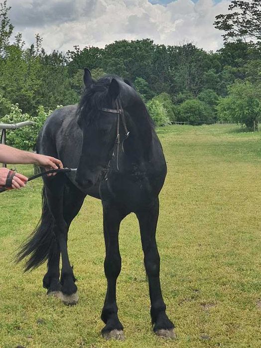 De vânzare: Iapă Friesian (7 ani) și Mânz (2 ani)  preț redus ambii 12.000 euro – Snagov, Ilfov