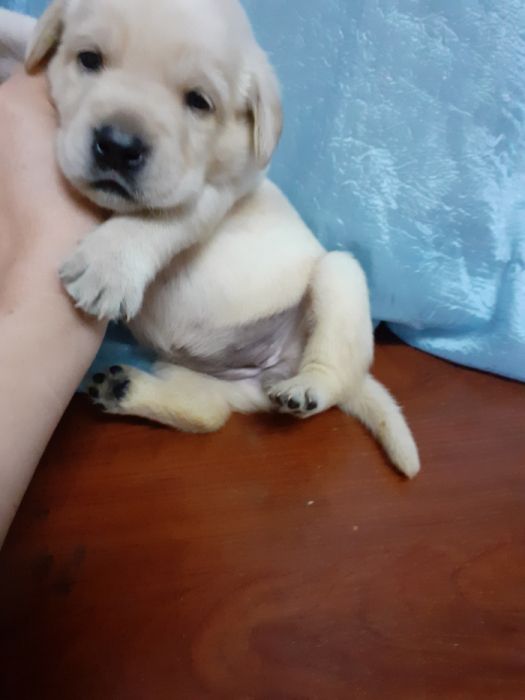 кобель лабрадора.вязка