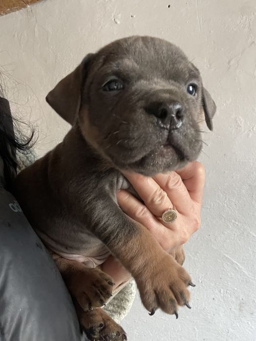 Американский булли