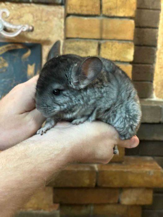 Продам шиншиллу мальчик 2,5 месяца