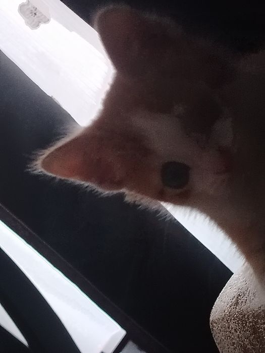 Кот бесплатно одам