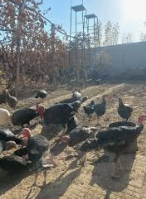 Kurka jojalari induk jojalari