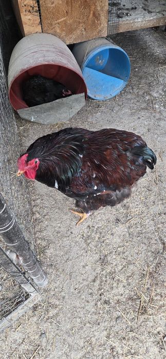 Cocos wyandotte